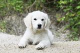 GOLDEN RETRIEVER 771